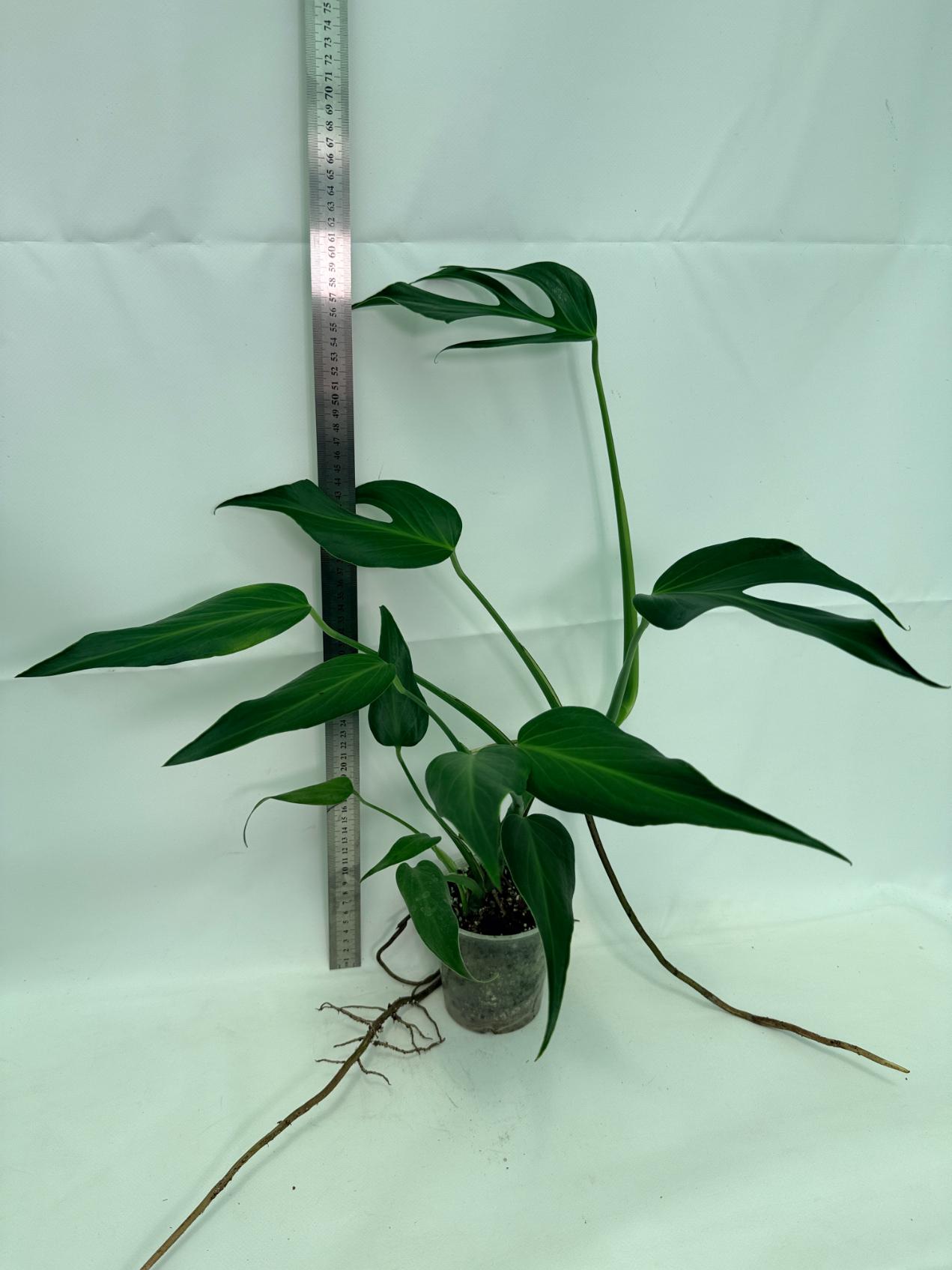 Monstera Burle Marx Flame XL