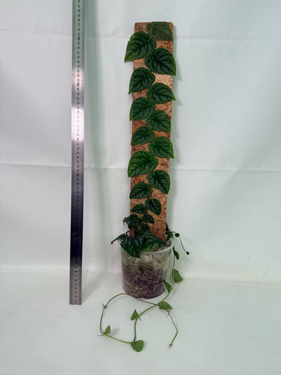 Monstera Dubia