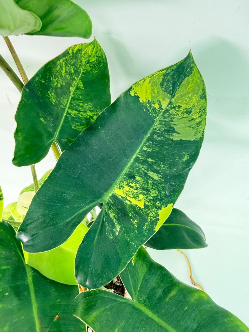 Philodendron Burle Marx Variegata