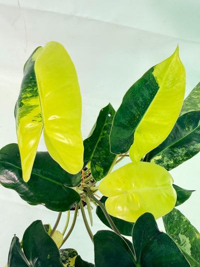 Philodendron Burle Marx Variegata