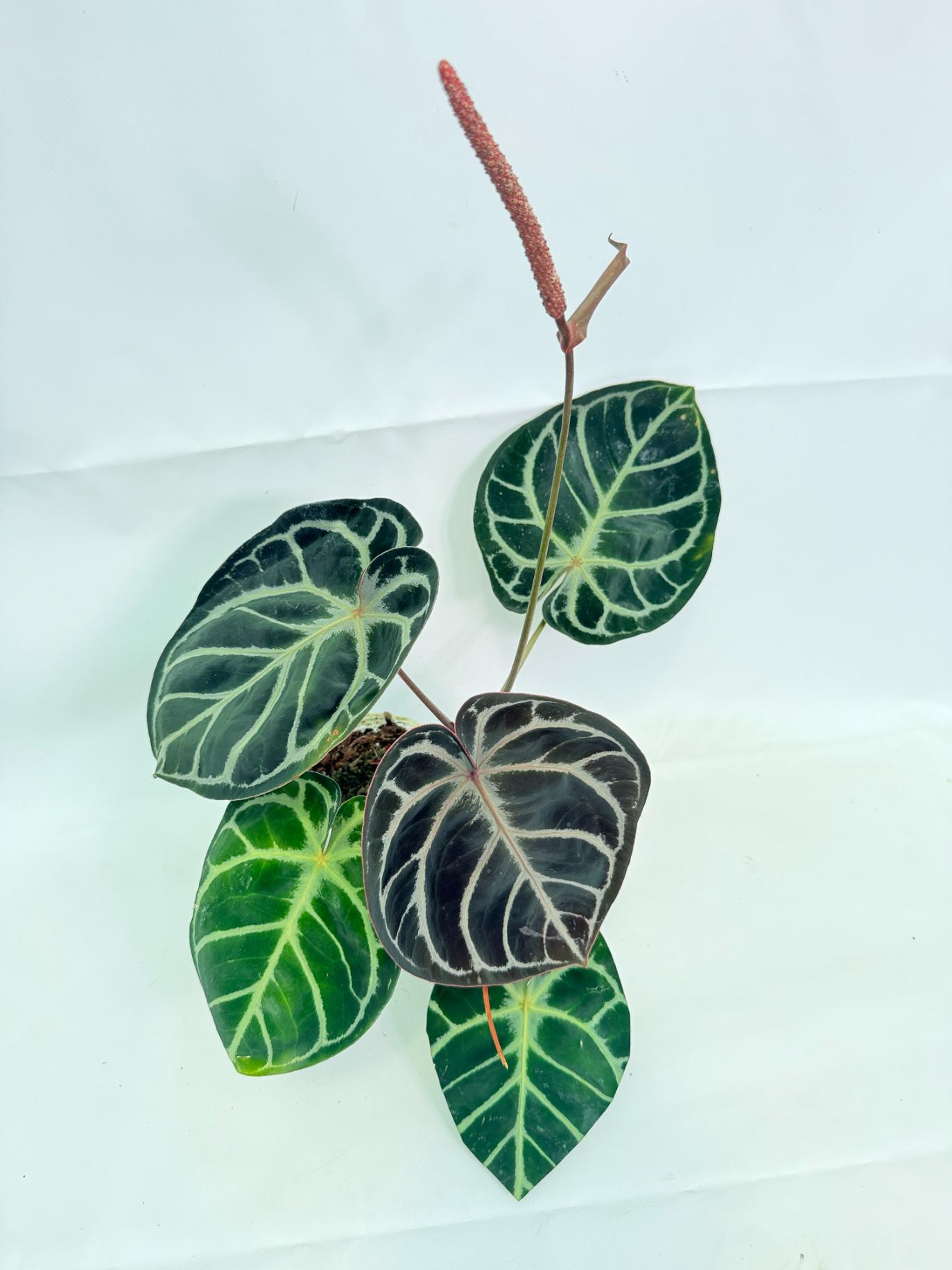 Anthurium Red Crystallinum x Silver Blush (specimen 26.06.17.24) — 1 Anthurium Red Crystallinum x Silver Blush (specimen 26.06.17.24) — dark velvet leaves with pale silver veining, about 35 cm tall in a 12 cm nursery pot