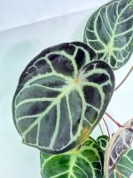 Anthurium Red Crystallinum x Silver Blush (specimen 26.06.17.24) — view 3 of the plant you receive