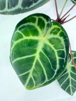 Anthurium Red Crystallinum x Silver Blush (specimen 26.06.17.24) — view 5 of the plant you receive