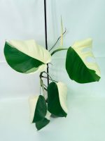 Monstera Albo Variegata Half Moon (specimen 26.25.06.21) — view 3 of the plant you receive