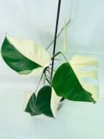 Monstera Albo Variegata Half Moon (specimen 26.25.06.21) — view 8 of the plant you receive