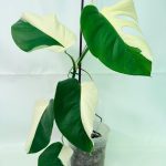 Monstera Albo Variegata Half Moon (specimen 26.25.06.21) — variegated leaves with half-moon white sectors, about 50 cm tall in a 15 cm nursery pot