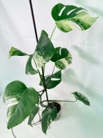 Monstera Albo Variegata XL (specimen 26.06.18.09) — view 8 of the plant you receive