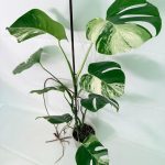 Monstera Albo Variegata XL (specimen 26.06.18.09) — white-variegated fenestrated leaves, about 70 cm tall in a 15 cm nursery pot