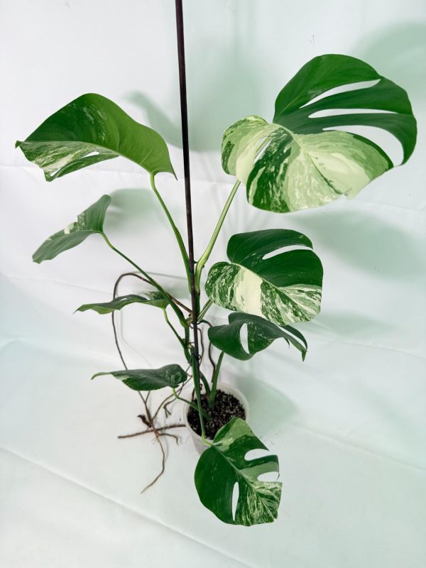Monstera Albo Variegata XL (specimen 26.06.18.09) — white-variegated fenestrated leaves, about 70 cm tall in a 15 cm nursery pot