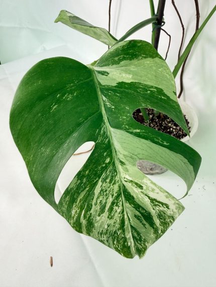 Monstera Albo Variegata XL (specimen 26.06.18.09) — view 2 of the plant you receive