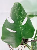 Monstera Albo Variegata XL (specimen 26.06.18.09) — view 6 of the plant you receive