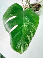 Monstera Albo Variegata XXL, specimen A (specimen 26.06.18.10) — view 9 of the plant you receive
