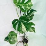 Monstera Albo Variegata XXL, specimen A (specimen 26.06.18.10) — white-variegated fenestrated leaves, about 90 cm tall in a 15 cm nursery pot