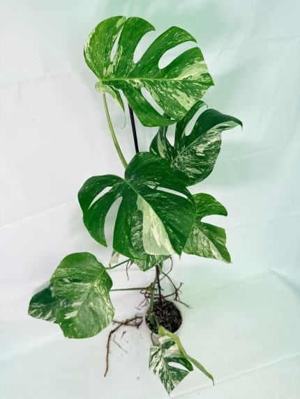 Monstera Albo Variegata XXL, specimen A (specimen 26.06.18.10) — white-variegated fenestrated leaves, about 90 cm tall in a 15 cm nursery pot