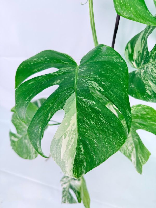 Monstera Albo Variegata XXL, specimen A (specimen 26.06.18.10) — view 2 of the plant you receive