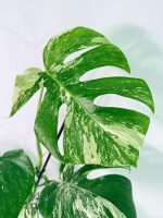 Monstera Albo Variegata XXL, specimen A (specimen 26.06.18.10) — view 3 of the plant you receive