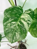Monstera Albo Variegata XXL, specimen A (specimen 26.06.18.10) — view 5 of the plant you receive