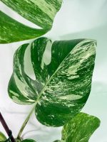 Monstera Albo Variegata XXL, specimen A (specimen 26.06.18.10) — view 6 of the plant you receive