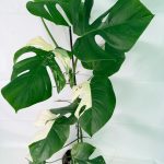 Monstera Albo Variegata XXL, specimen B (specimen 26.06.18.11) — white-variegated fenestrated leaves, about 90 cm tall in a 15 cm nursery pot