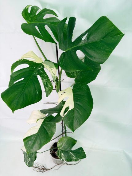 Monstera Albo Variegata XXL, specimen B (specimen 26.06.18.11) — white-variegated fenestrated leaves, about 90 cm tall in a 15 cm nursery pot