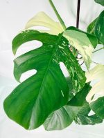 Monstera Albo Variegata XXL, specimen B (specimen 26.06.18.11) — view 3 of the plant you receive