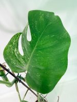 Monstera Albo Variegata XXL, specimen B (specimen 26.06.18.11) — view 7 of the plant you receive