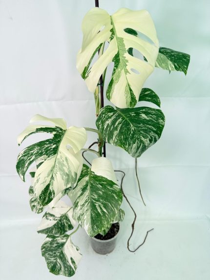 Monstera Albo Variegata XXL, specimen C (specimen 26.06.18.12) — white-variegated fenestrated leaves, about 90 cm tall in a 15 cm nursery pot
