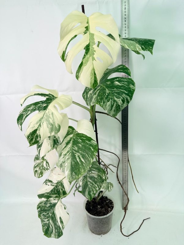 Monstera Albo Variegata XXL, specimen C (specimen 26.06.18.12) — view 2 of the plant you receive