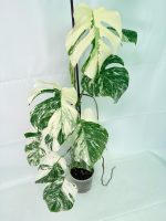 Monstera Albo Variegata XXL, specimen C (specimen 26.06.18.12) — view 9 of the plant you receive