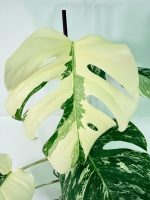 Monstera Albo Variegata XXL, specimen C (specimen 26.06.18.12) — view 4 of the plant you receive
