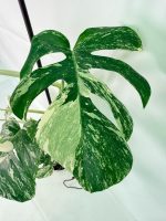 Monstera Albo Variegata XXL, specimen C (specimen 26.06.18.12) — view 7 of the plant you receive