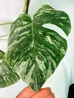 Monstera Albo Variegata XXL, specimen C (specimen 26.06.18.12) — view 8 of the plant you receive