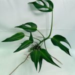 Monstera Burle Marx Flame XL (specimen 26.06.17.22) — deeply lobed Burle Marx Flame foliage, about 40 cm tall in a 12 cm nursery pot