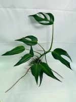 Monstera Burle Marx Flame XL (specimen 26.06.17.22) — deeply lobed Burle Marx Flame foliage, about 40 cm tall in a 12 cm nursery pot