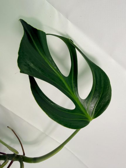 Monstera Burle Marx Flame XL (specimen 26.06.17.22) — view 2 of the plant you receive
