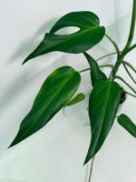 Monstera Burle Marx Flame XL (specimen 26.06.17.22) — view 5 of the plant you receive