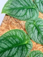Monstera Dubia (specimen 26.06.23.14) — view 7 of the plant you receive
