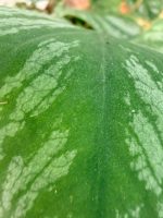 Monstera Dubia (specimen 26.06.23.14) — view 9 of the plant you receive