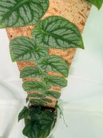 Monstera Dubia (specimen 26.06.23.14) — view 12 of the plant you receive