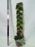 Monstera Dubia (specimen 26.06.23.14) — view 5 of the plant you receive
