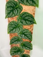 Monstera Dubia (specimen 26.06.23.14) — view 11 of the plant you receive