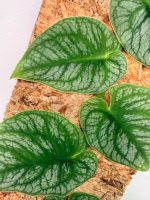 Monstera Dubia (specimen 26.06.23.14) — view 2 of the plant you receive