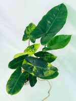 Philodendron Burle Marx Variegata, specimen A (specimen 26.25.06.18) — view 8 of the plant you receive
