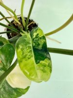 Philodendron Burle Marx Variegata, specimen A (specimen 26.25.06.18) — view 9 of the plant you receive