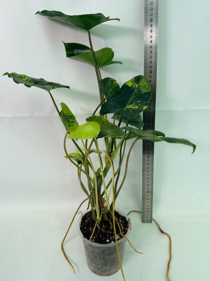 Philodendron Burle Marx Variegata, specimen A (specimen 26.25.06.18) — view 2 of the plant you receive