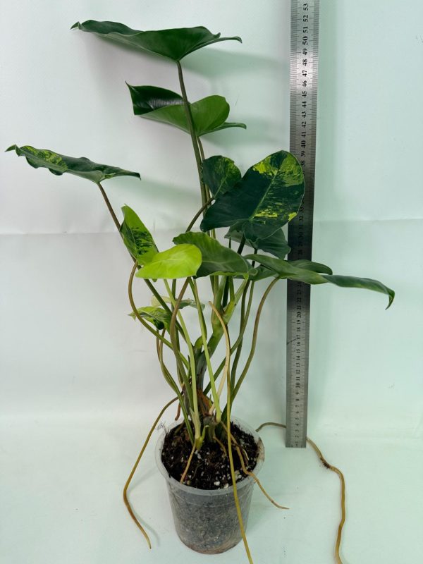 Philodendron Burle Marx Variegata, specimen A (specimen 26.25.06.18) — view 2 of the plant you receive