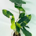 Philodendron Burle Marx Variegata, specimen A (specimen 26.25.06.18) — variegated green and cream foliage, about 40 cm tall in a 12 cm nursery pot
