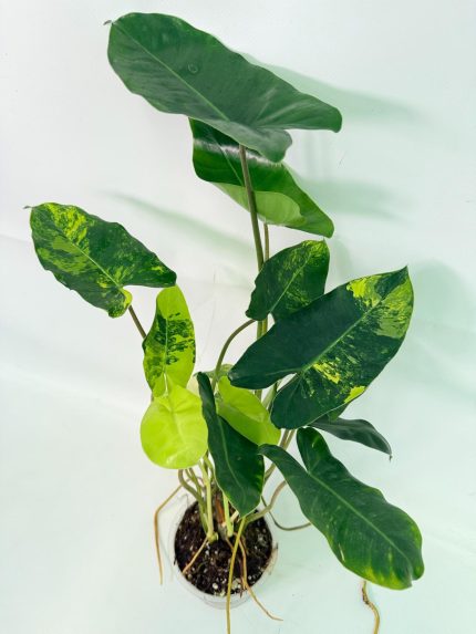 Philodendron Burle Marx Variegata, specimen A (specimen 26.25.06.18) — variegated green and cream foliage, about 40 cm tall in a 12 cm nursery pot