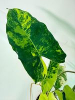 Philodendron Burle Marx Variegata, specimen A (specimen 26.25.06.18) — view 3 of the plant you receive