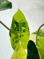 Philodendron Burle Marx Variegata, specimen A (specimen 26.25.06.18) — view 4 of the plant you receive